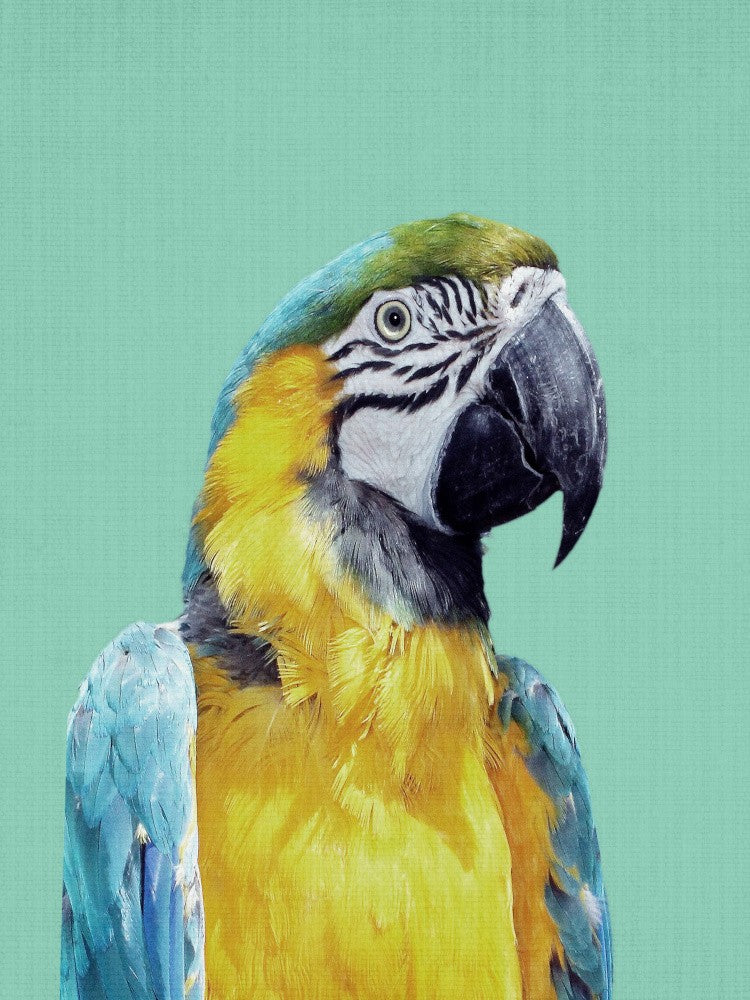 Macaw