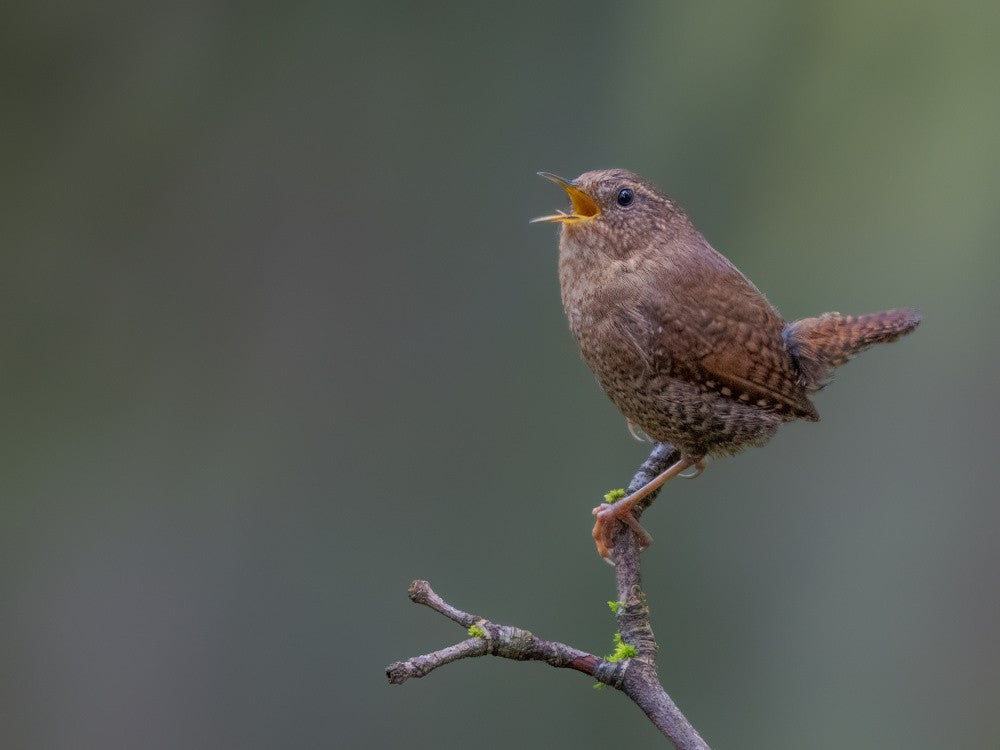 Pacific wren