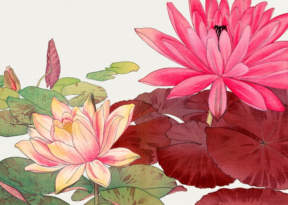 Nymphaea Lotus No.2