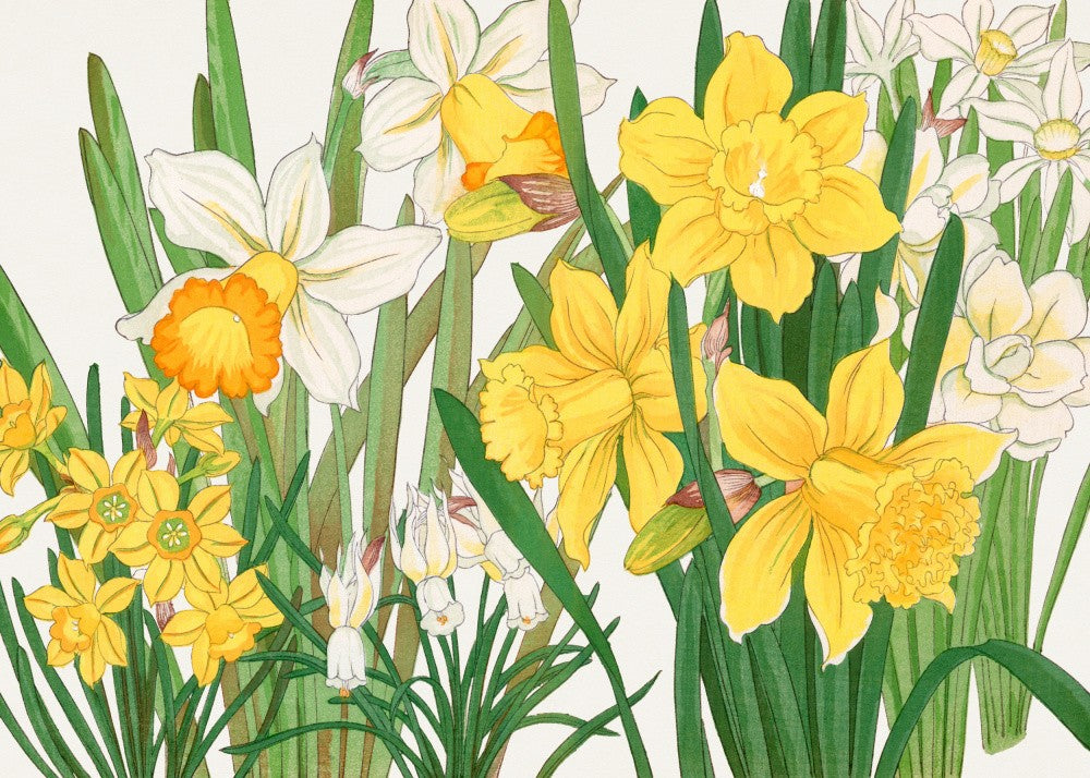 Daffodil No.2