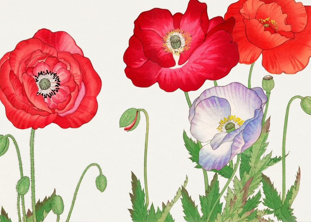 Vintage Poppy Flower No.2