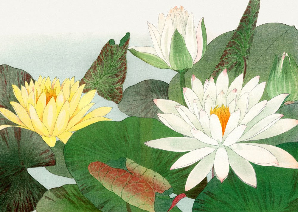 Nymphaea Lotus No.2