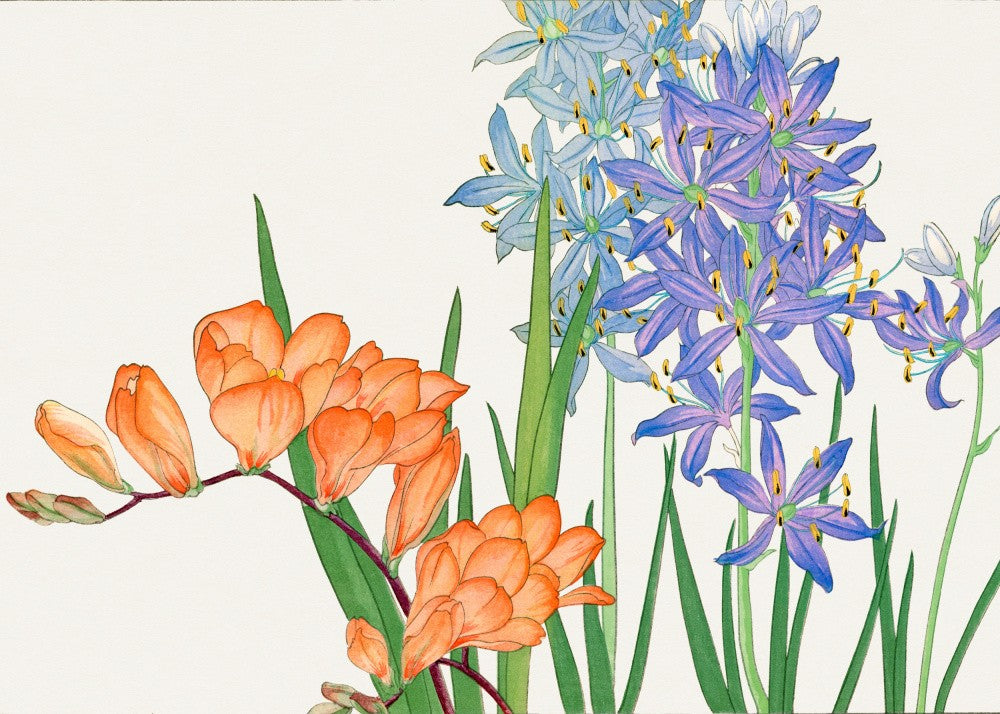 Freesia Flower No.2
