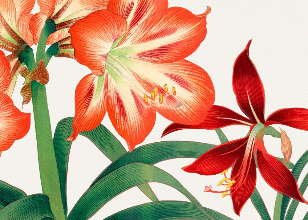Vintage Amaryllis Flower No.2