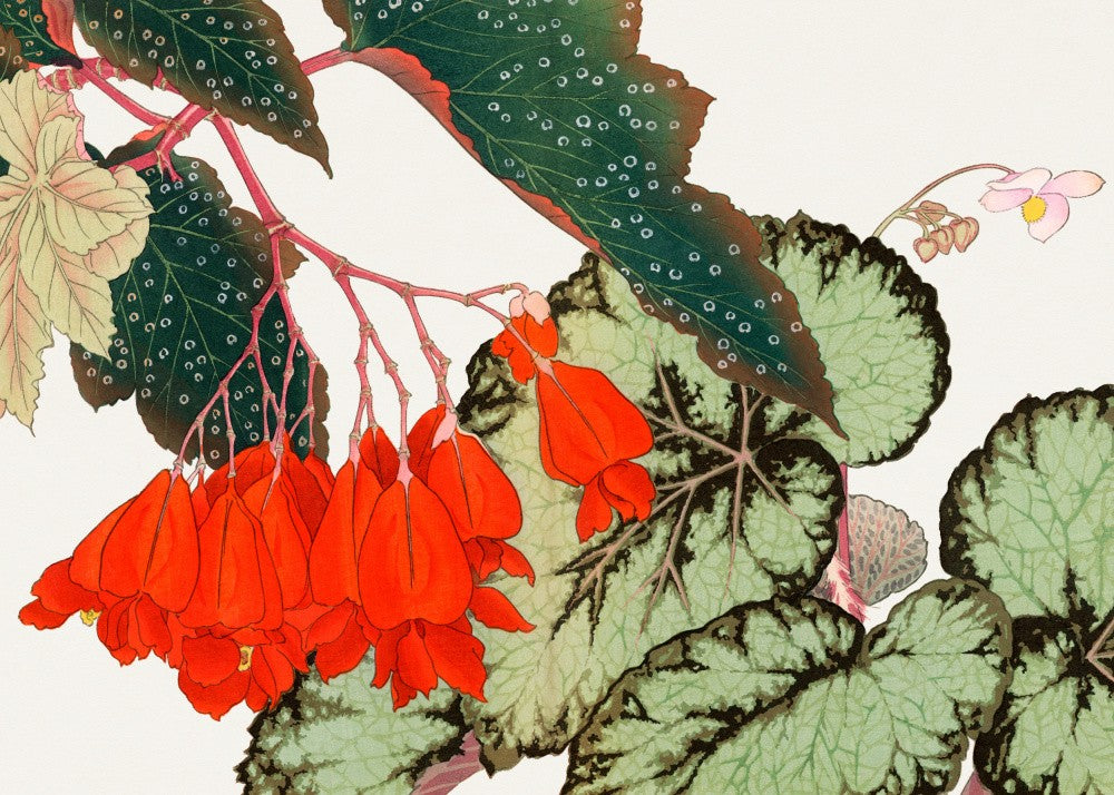 Cracklin Rosie Begonia Flower No.2