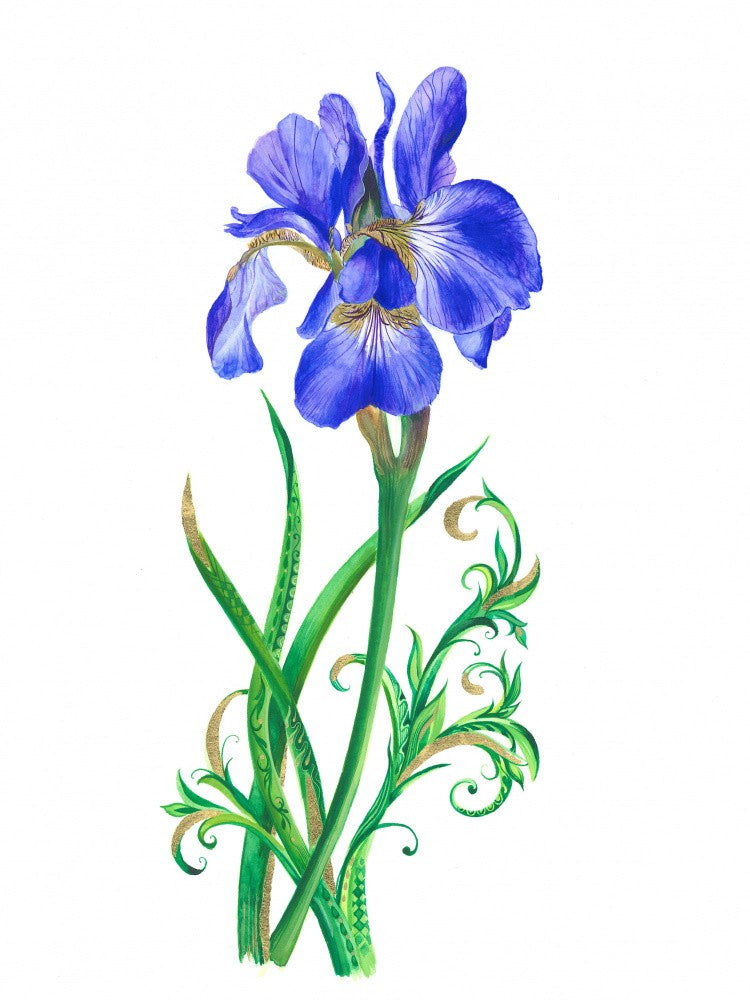 Single Blue Iris