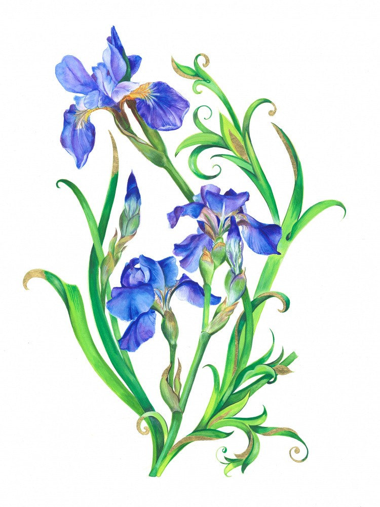 Élégance d'Iris Bleu