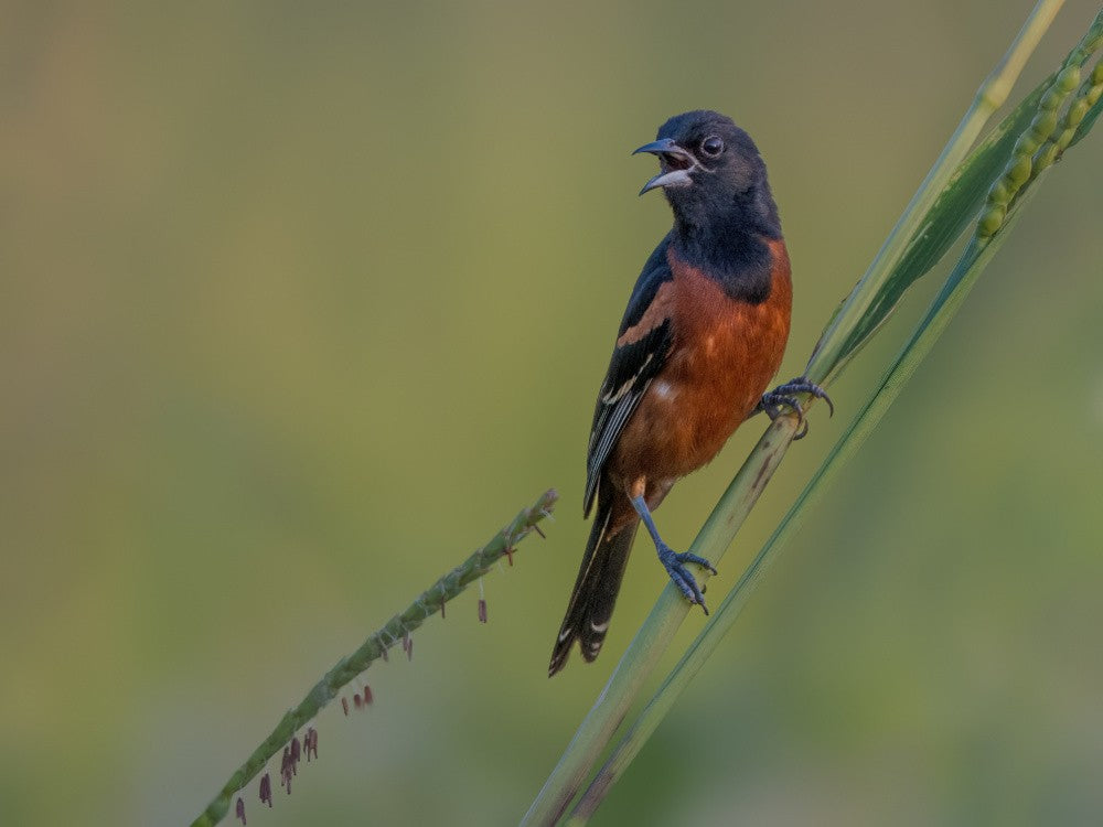 Orchard Oriole