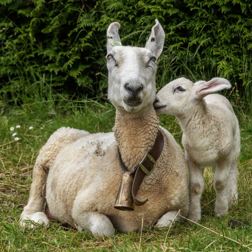 When your lamb makes you smilel