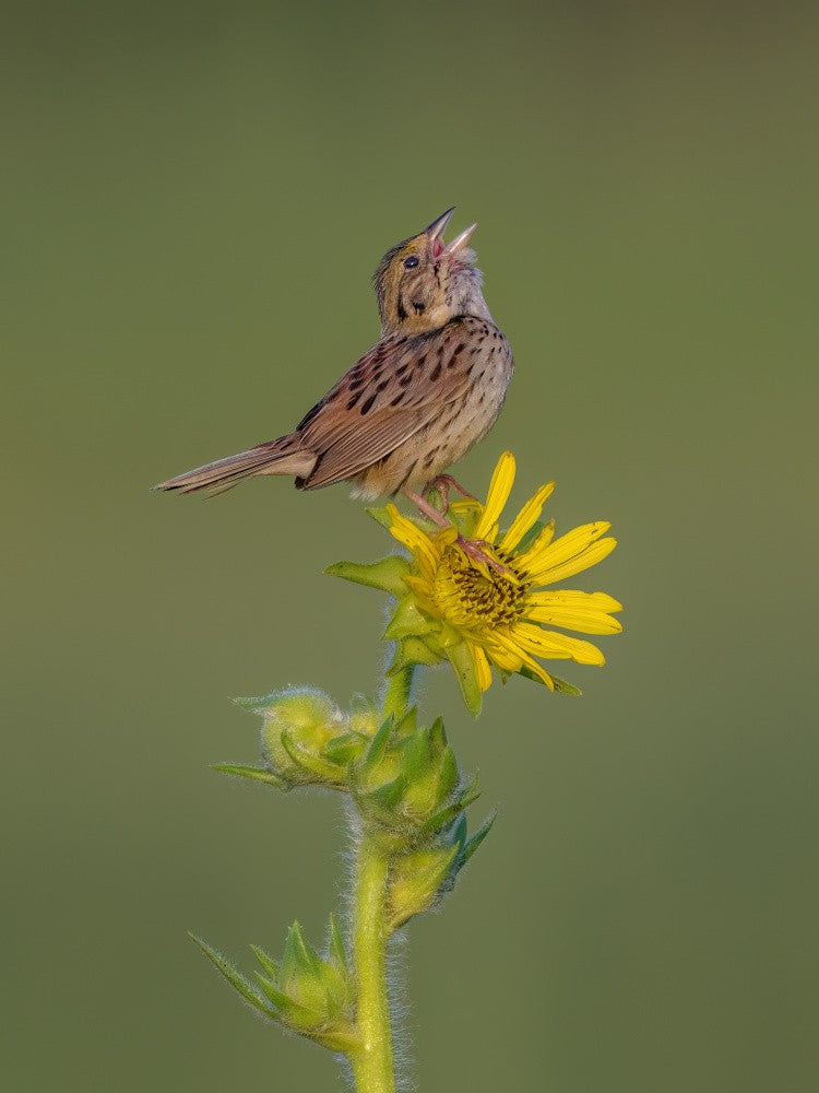 Henslow's sparrow