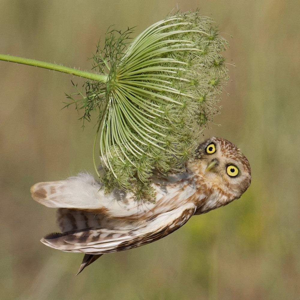 Little owl