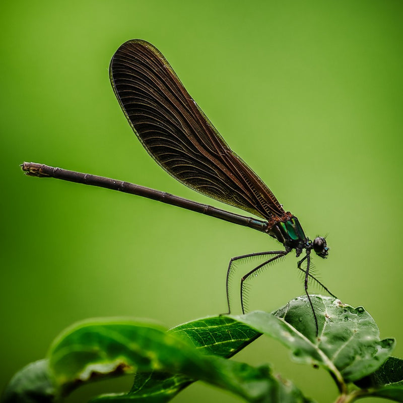 Calopteryx atrata