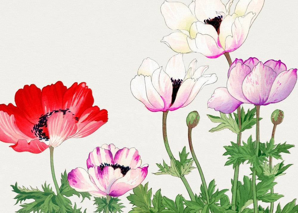 Poppy Flower No.2