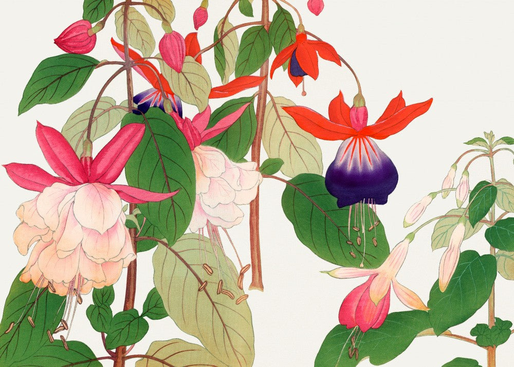 Fuchsia Flower No.2