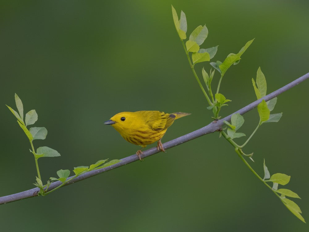 Yellow warbler