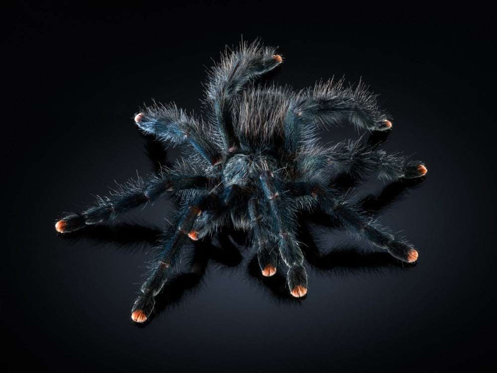 Spider 3