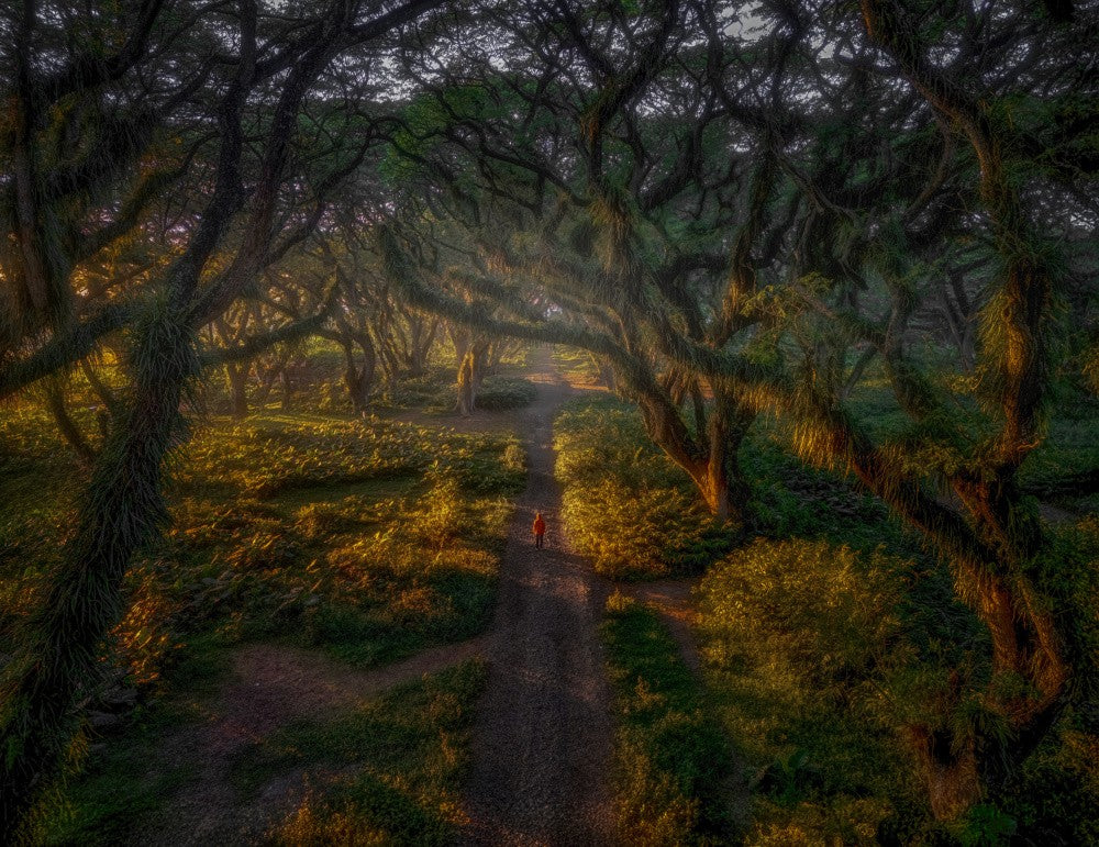 Forest
