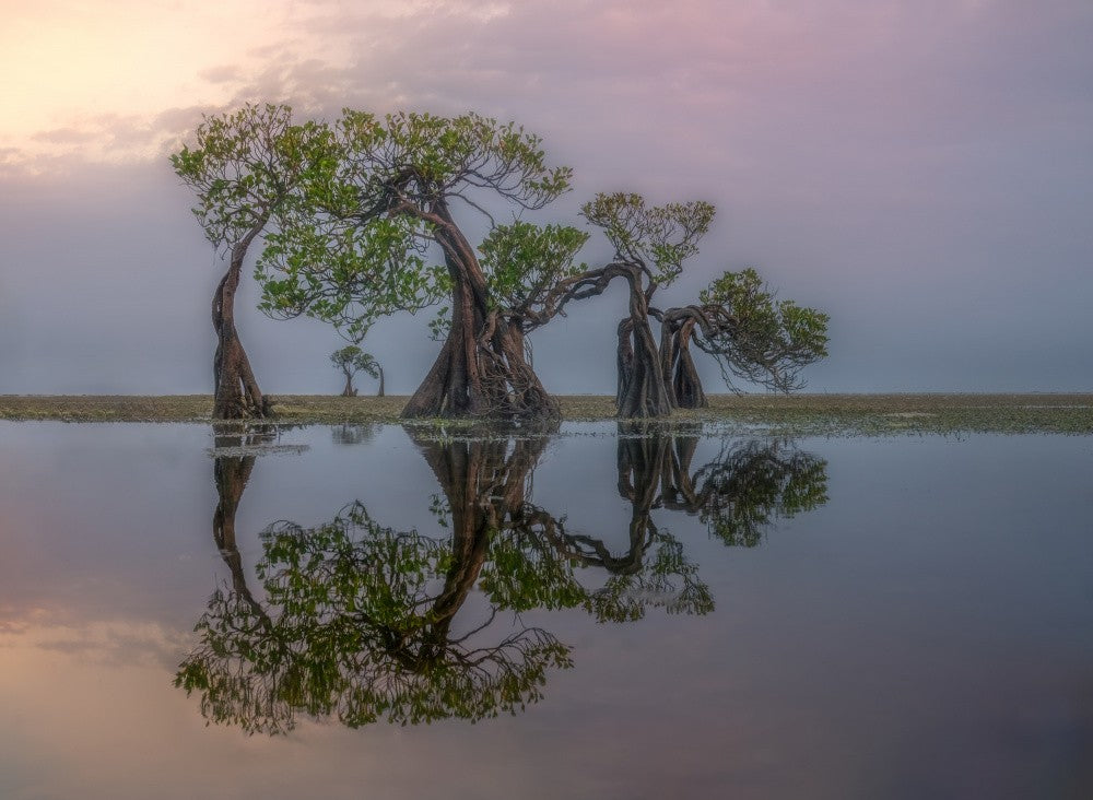 Trees in the trees.