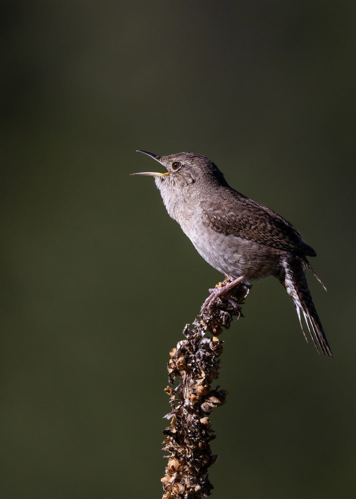 Wrenning Wren