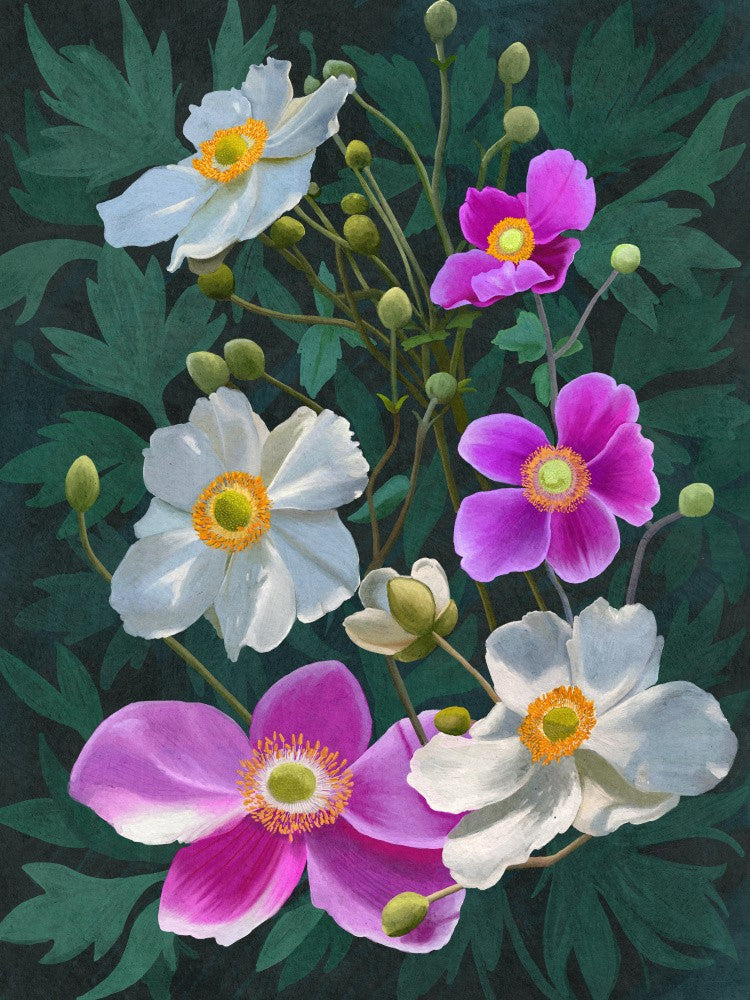 Anemone Flowers