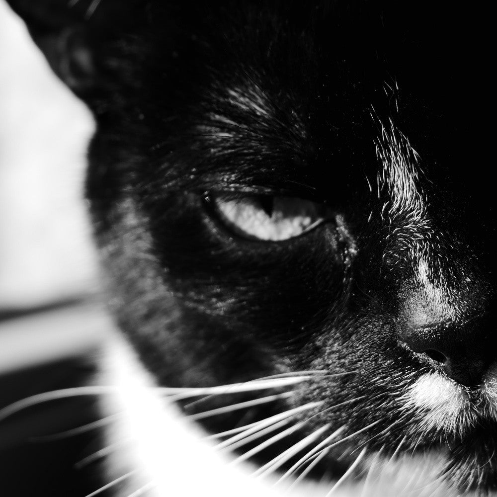 Black and White Photography Cat Jagoda