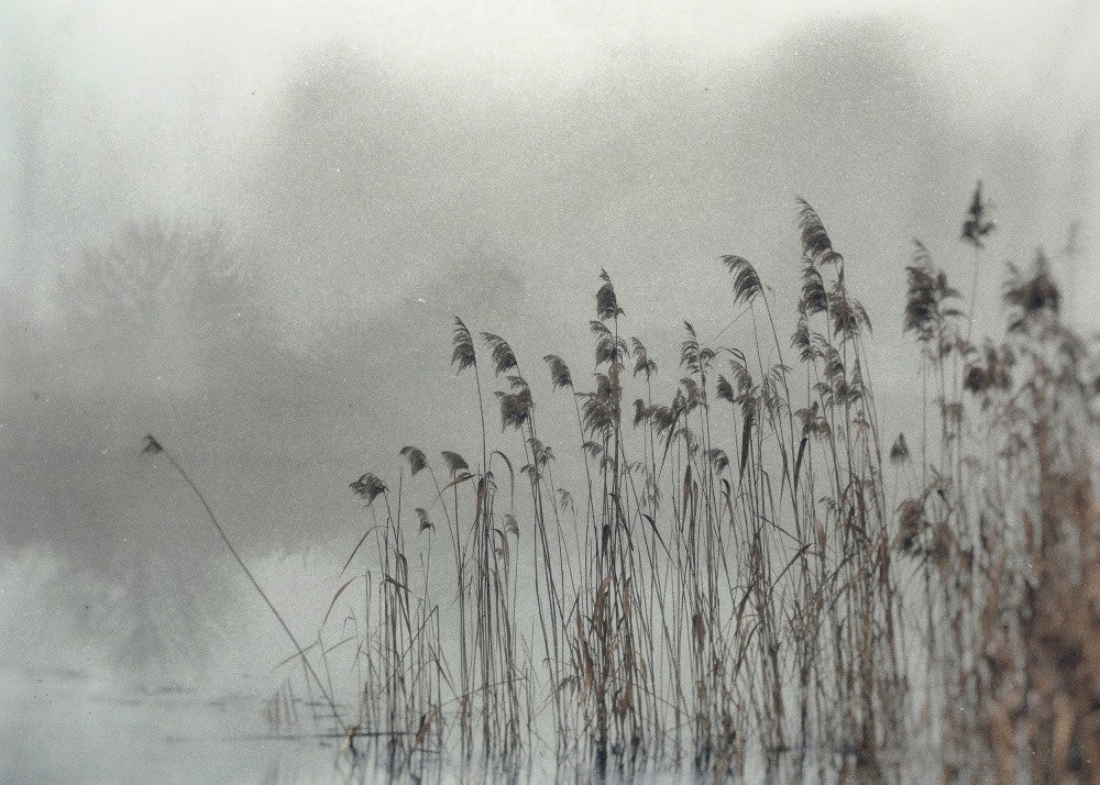 Wet Plate Photography Nature 2