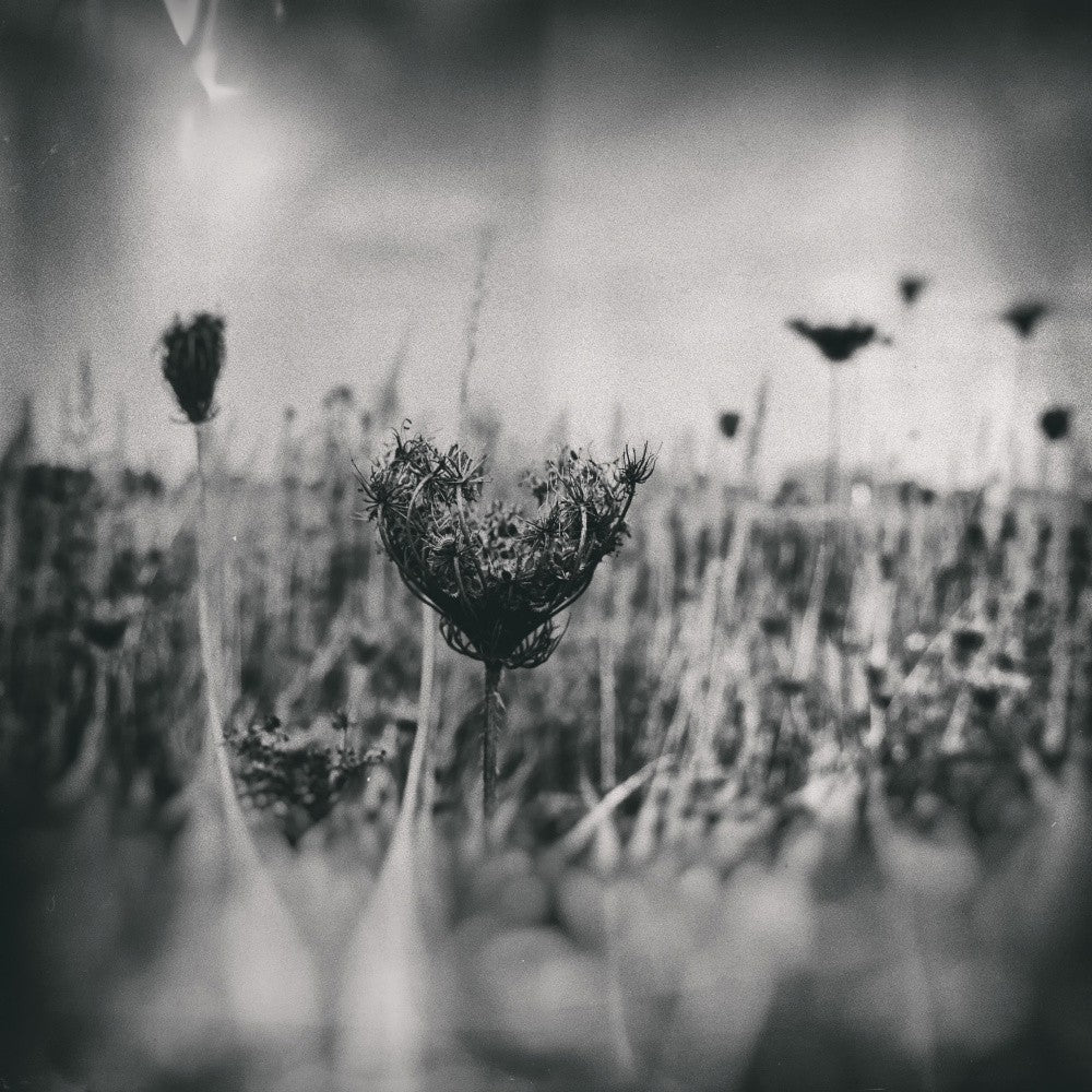 Wet Plate Photography Nature 4