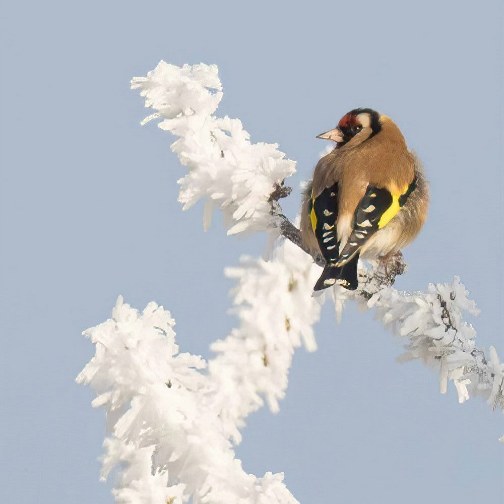 European Goldfinch in winter
