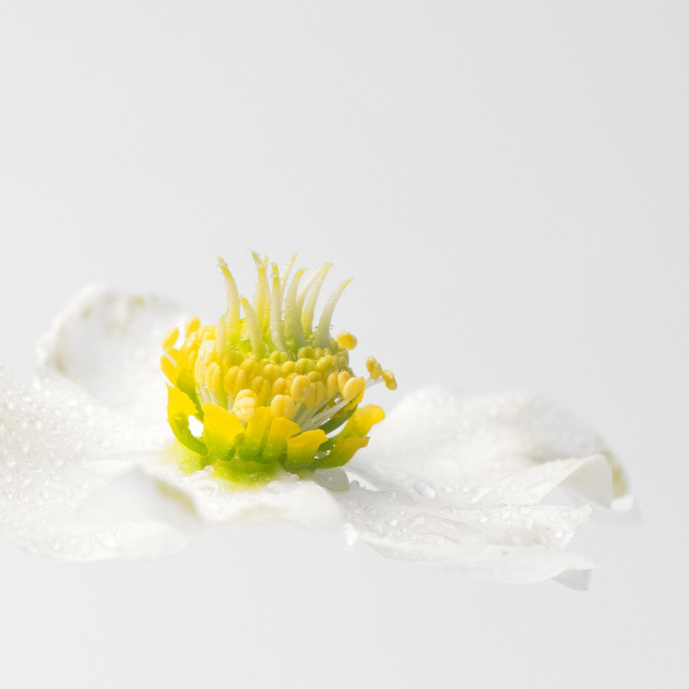 Floating Christmas Rose (Helleborus niger)