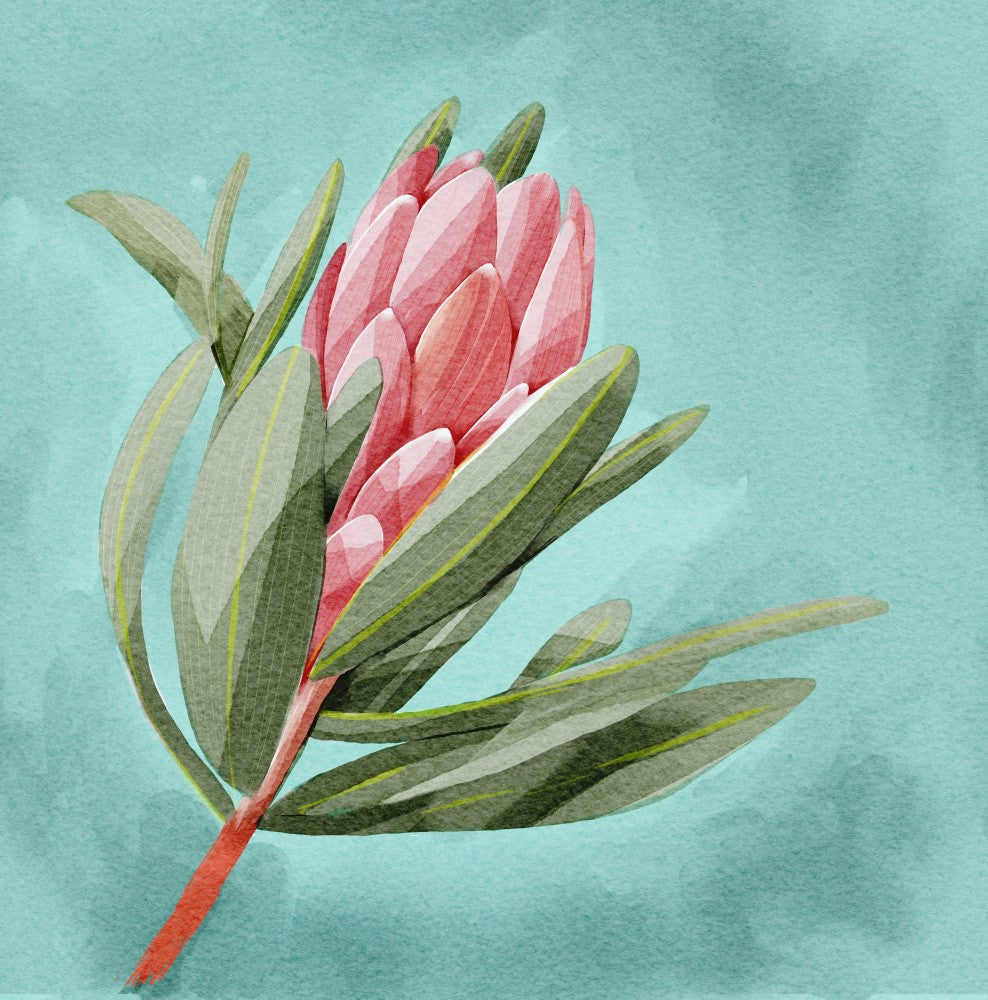Protea