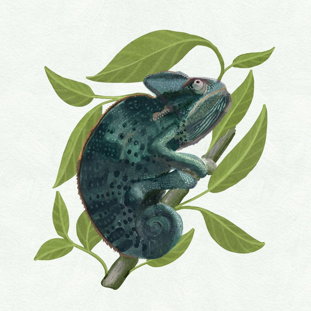 Chameleon
