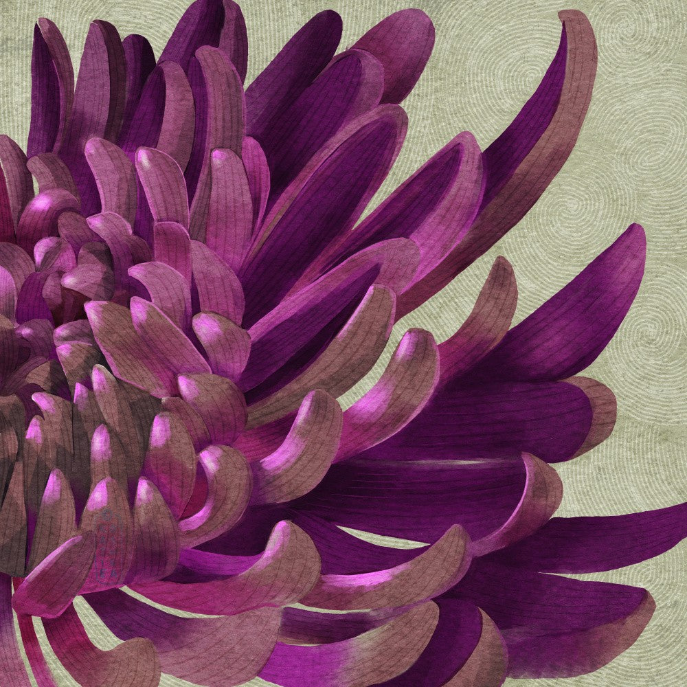 Purple Chrysanthemum