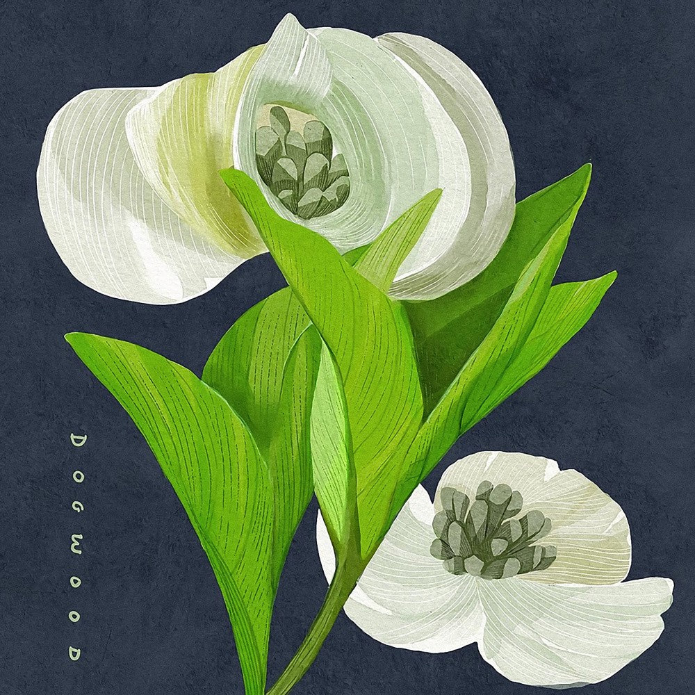 White Dogwood on Navy