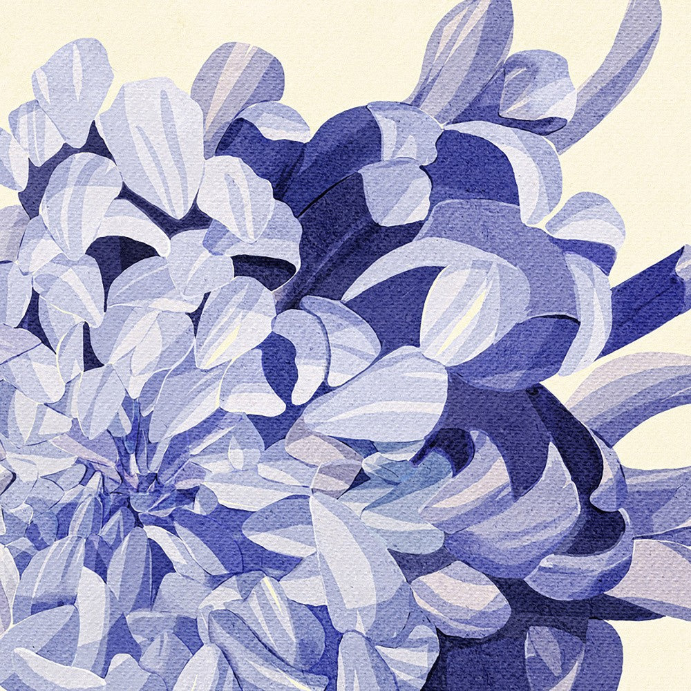 Purple Chrysanthemum