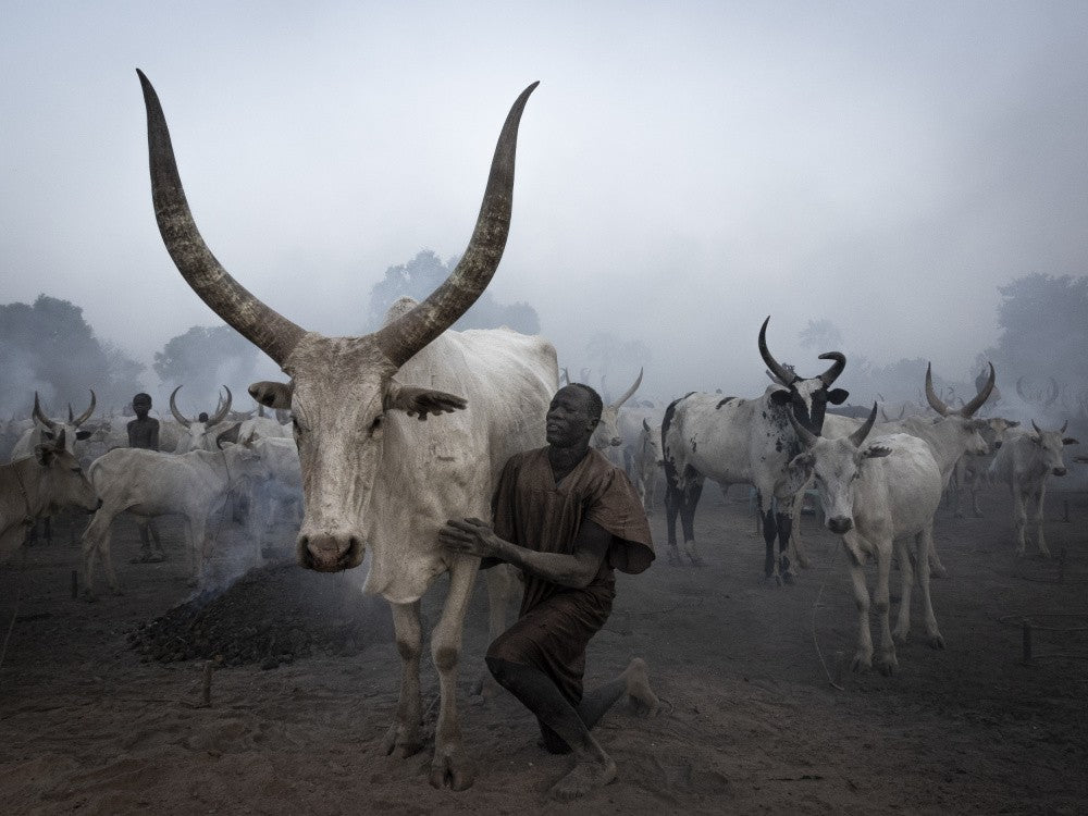 caring the cattle at a mundari camp, South Sudan