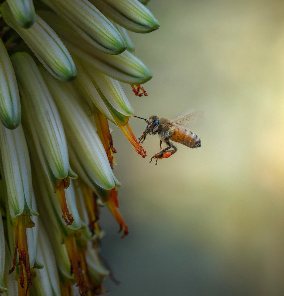 Marvels of the insect world