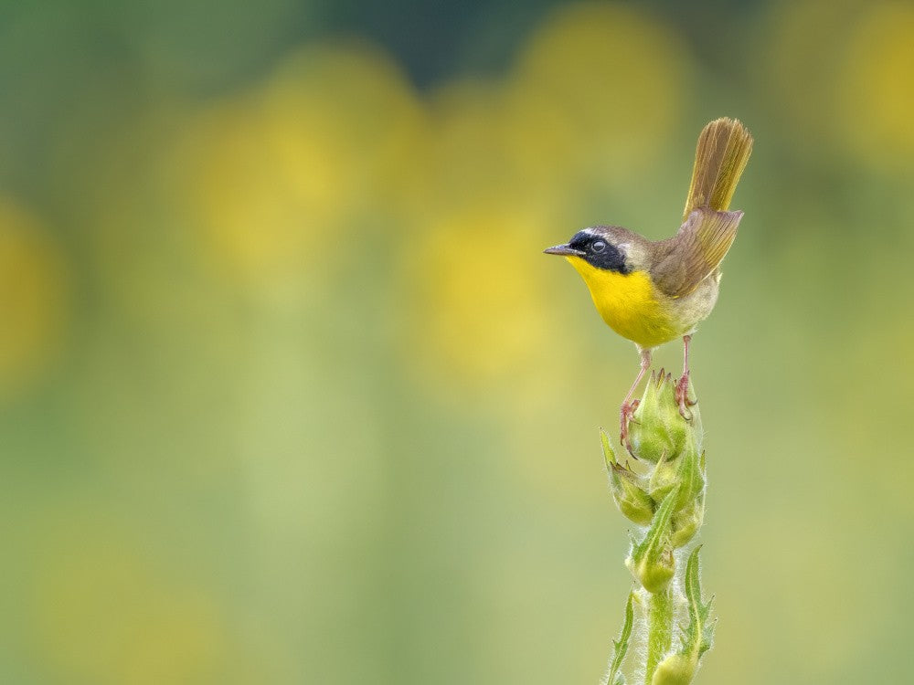 Common yellowthroat