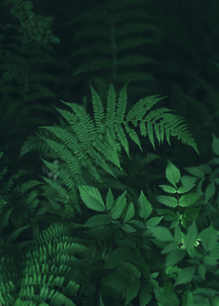 Garden Fern