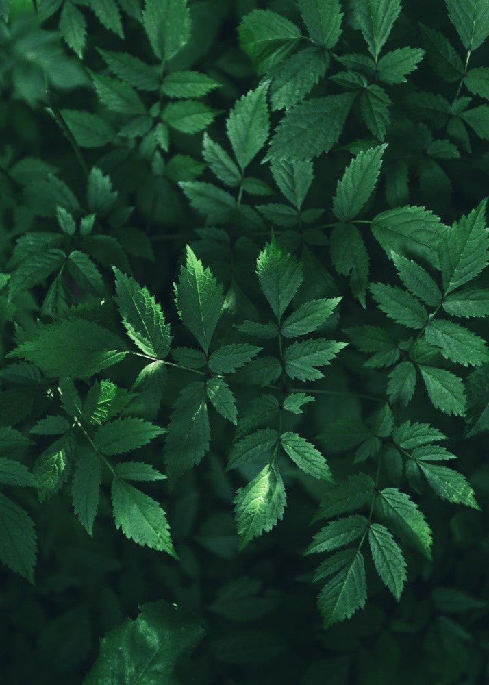 Lush Greenery