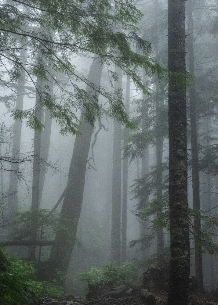 Misty Forest