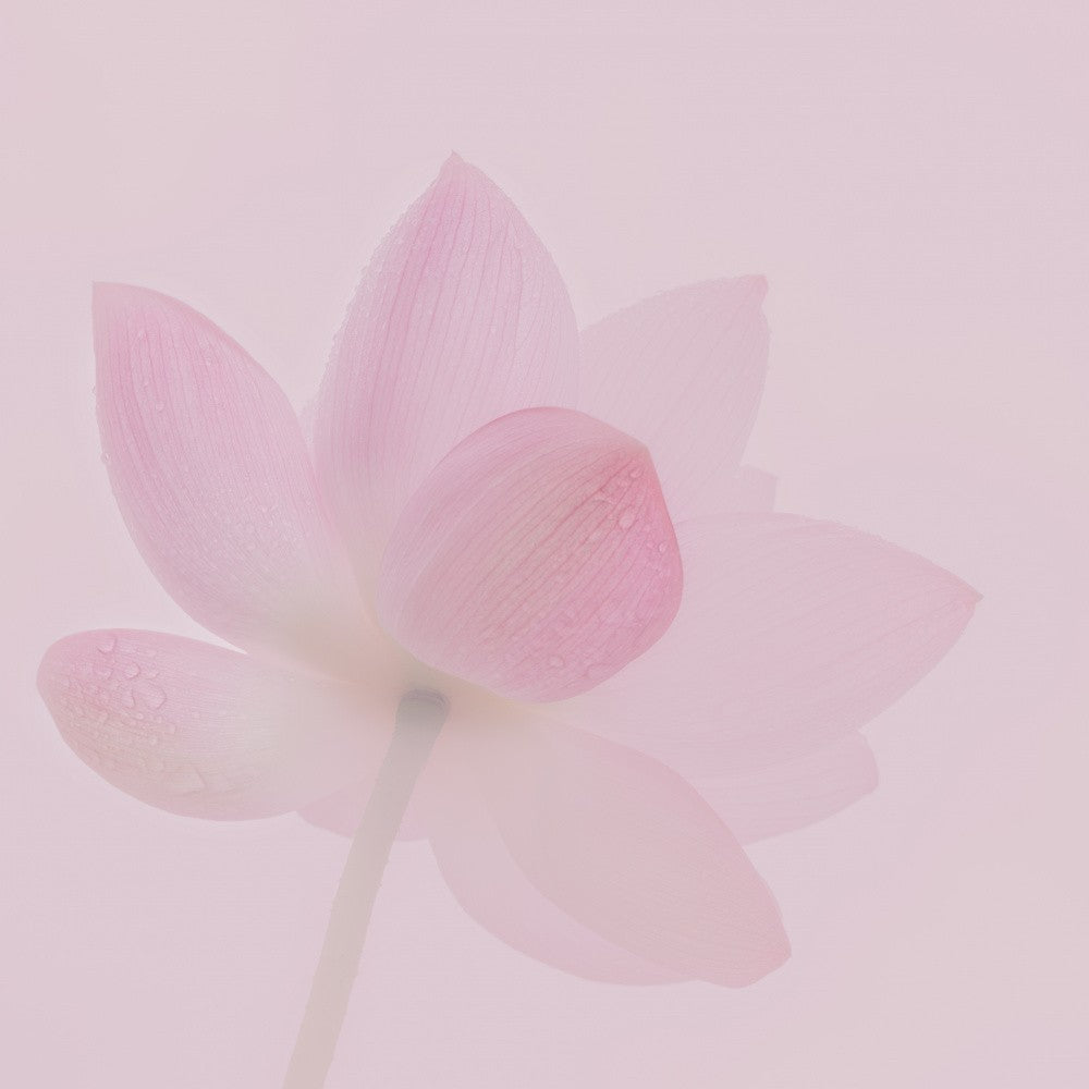 Season of Lotus Flower
