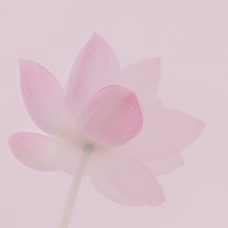 Season of Lotus Flower