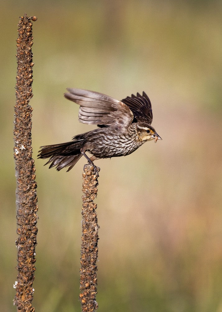 BB airborne