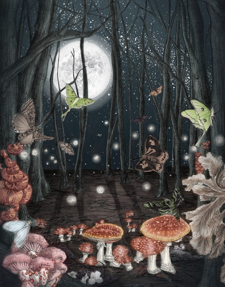 Midnight Magic Colour Large