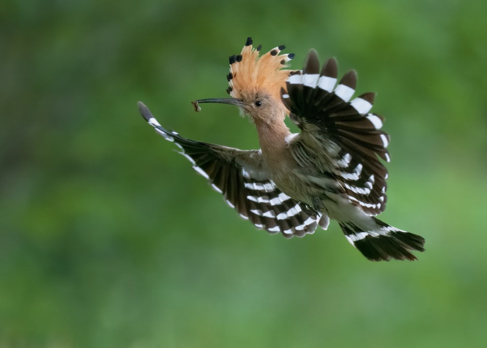 Hoopoe flyer