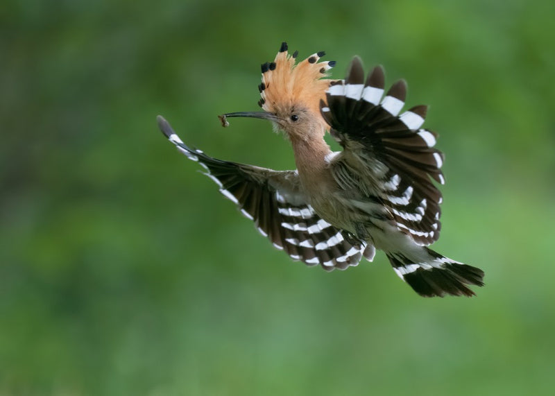 Hoopoe flyer