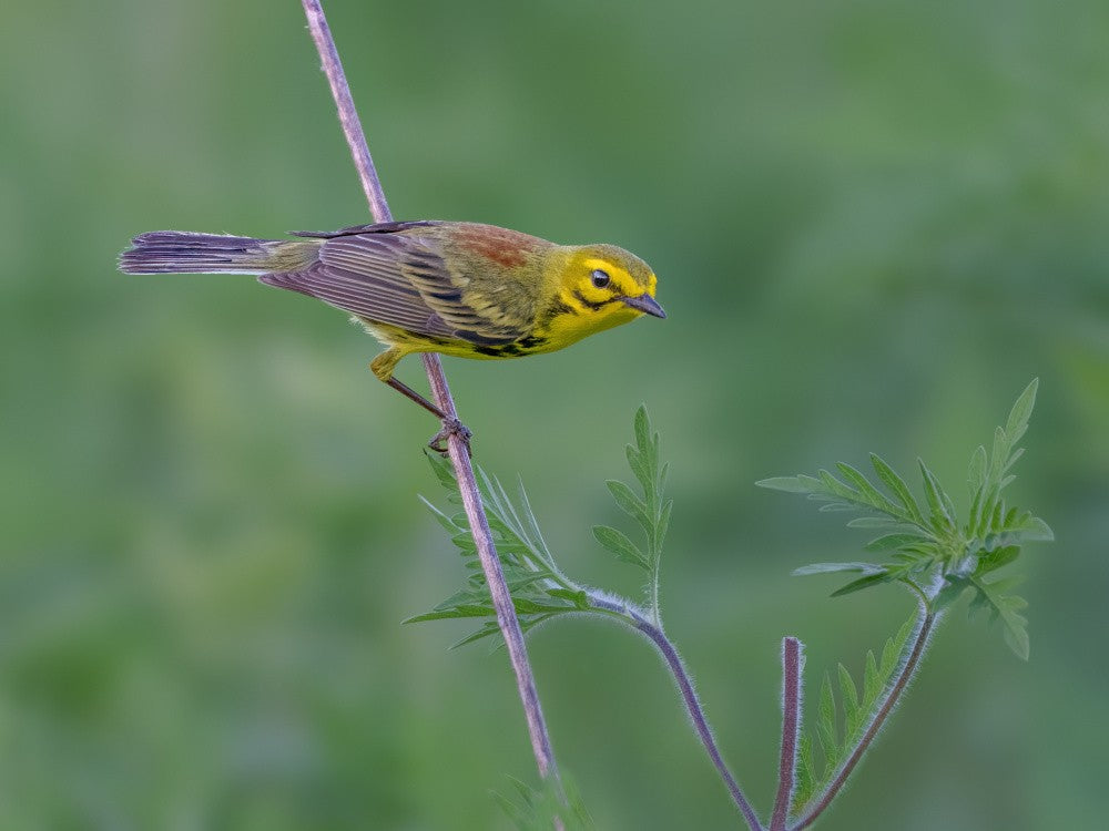 Prairie warbler