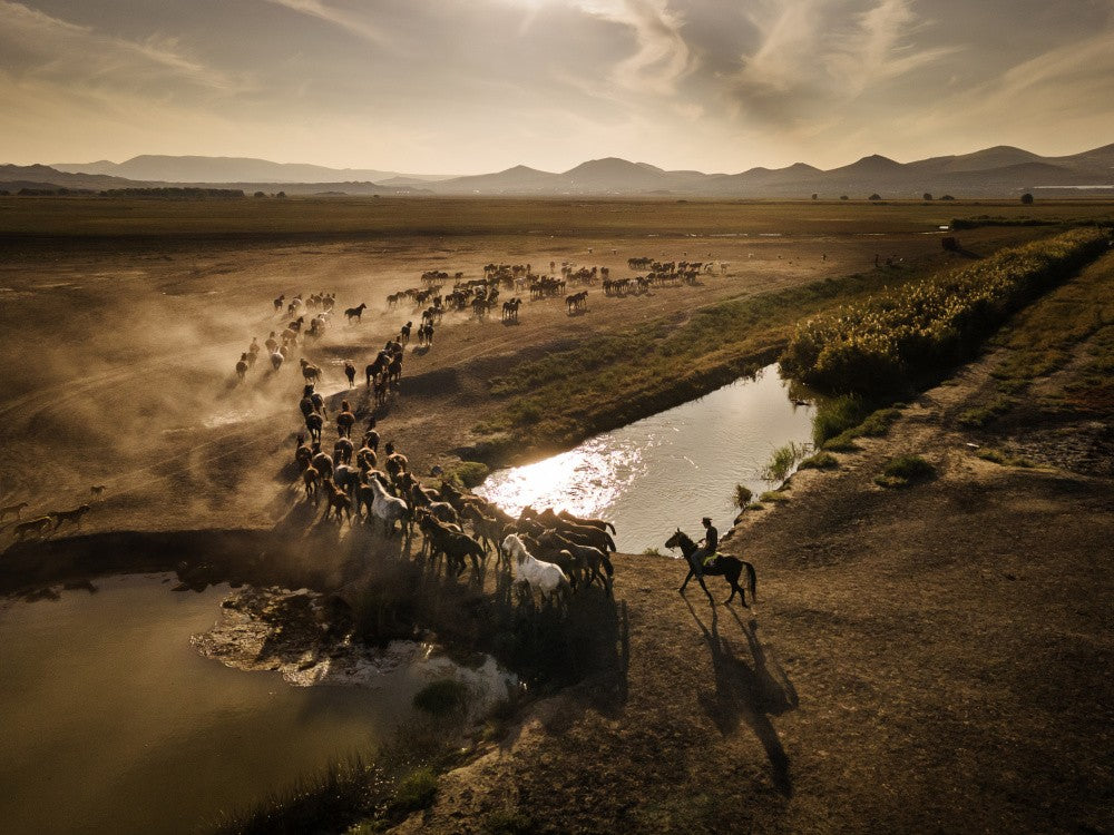 Wild horses of Cappadocia