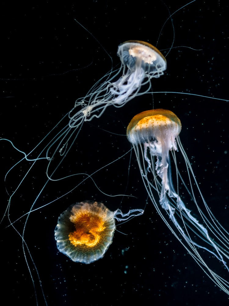 Trois méduses urticantes