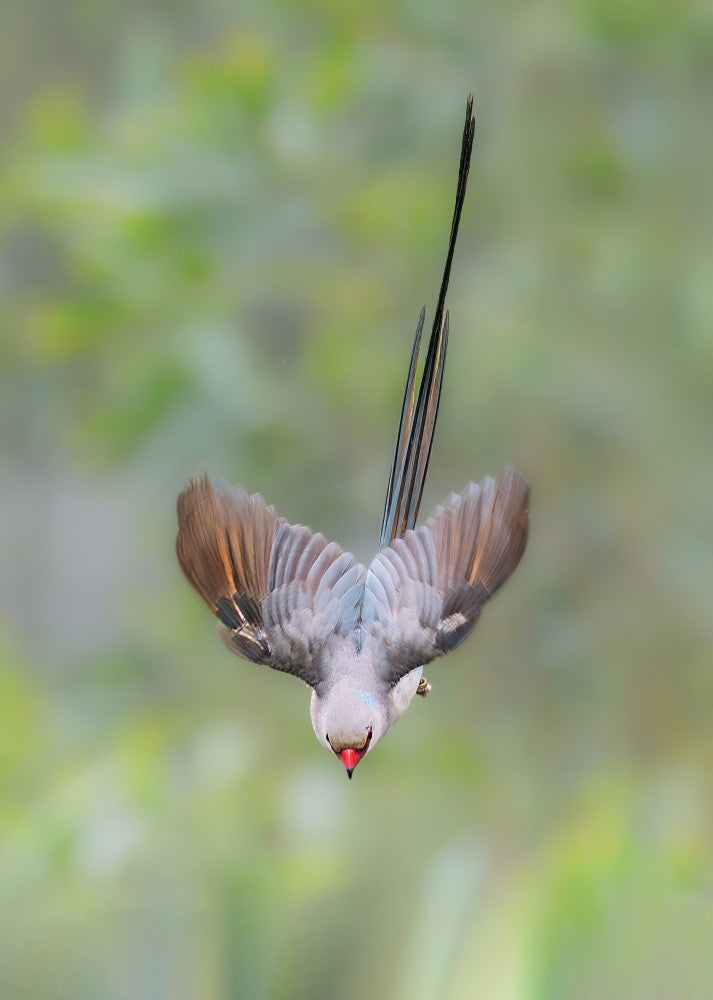 Blue-naped mousebird